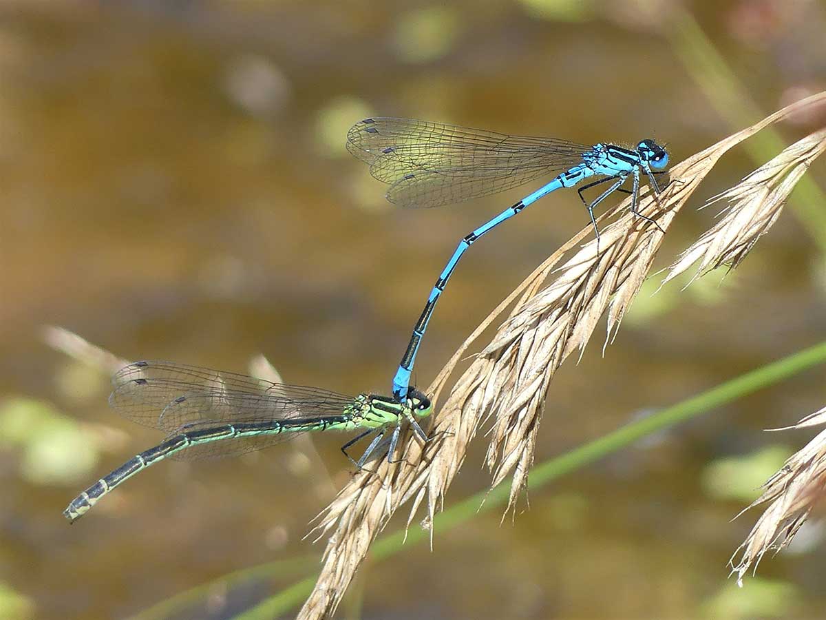 Coenagrion_puella